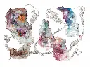 Orchid Dream.webp