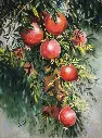 Pomegranates